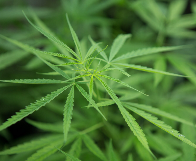 Co należy wiedzieć o cannabis flos?